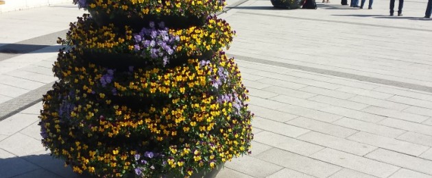 Floral decorations in Wolnosci Square