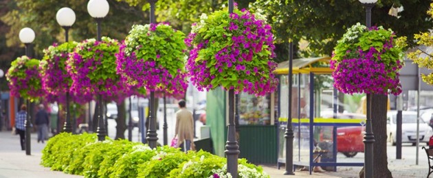 Hängende Blumenampeln: Der Schlüssel zum Erfolg